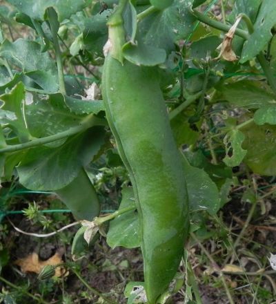 tn_DSCN0356 (931x1024)